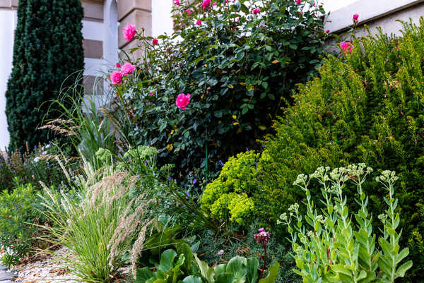 Eingangsbereich mit Rosa mutabilis