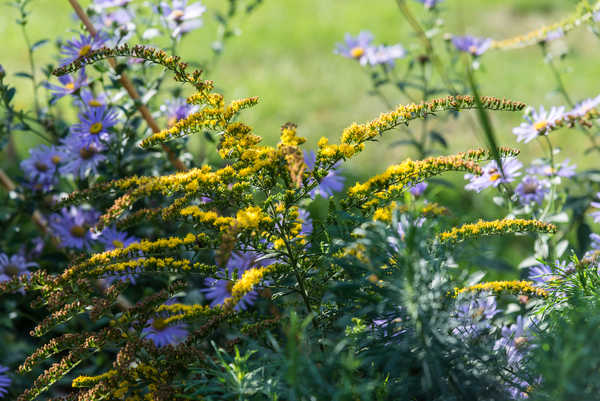 Solidago Fireworks