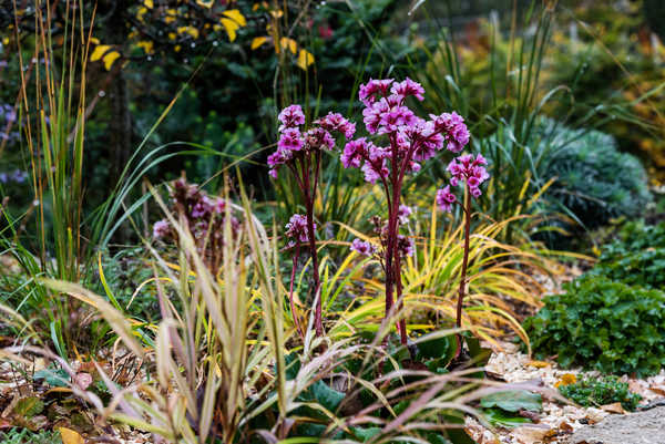 Bergenia Herbstblüte