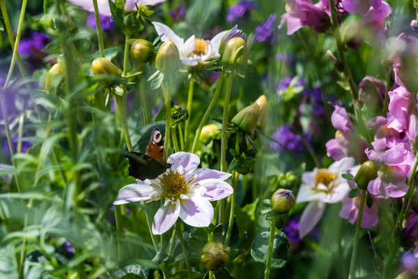 Bienenfutter