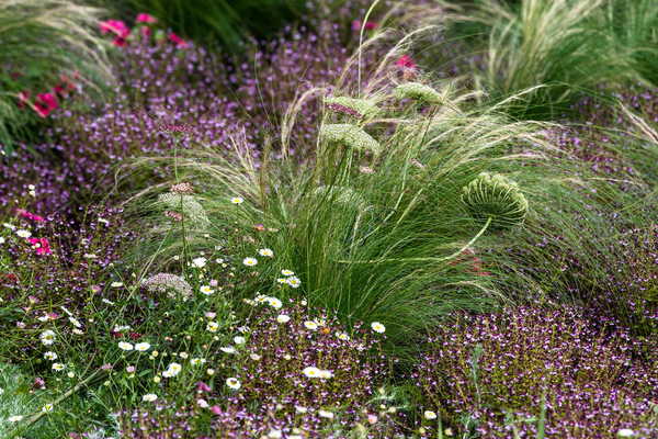 Wiese unterm Paradiesbaum