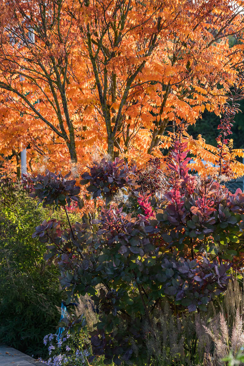 Koelreutheria in leuchtender Färbung mit Cotinus Old Fashioned