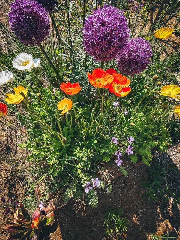 Mohn und Allium