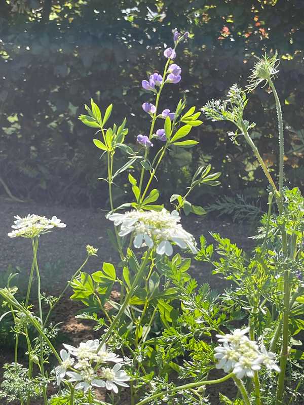 Baptisia und Orleya