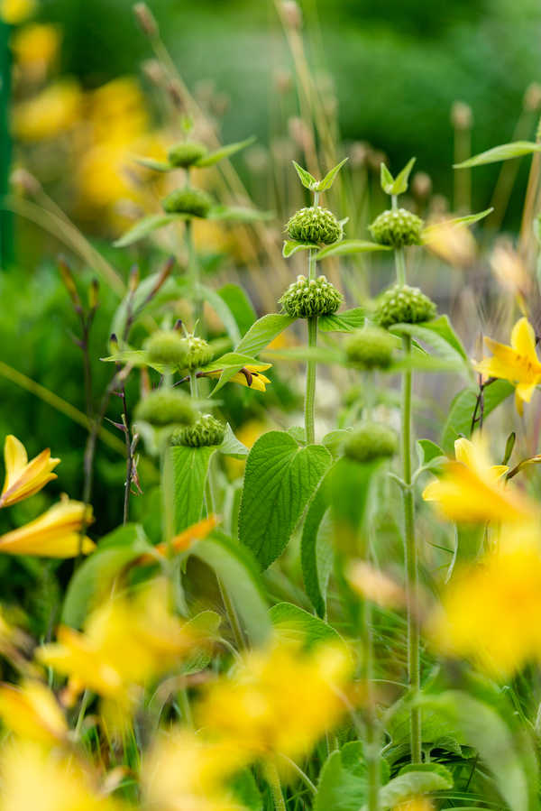 Phlomis