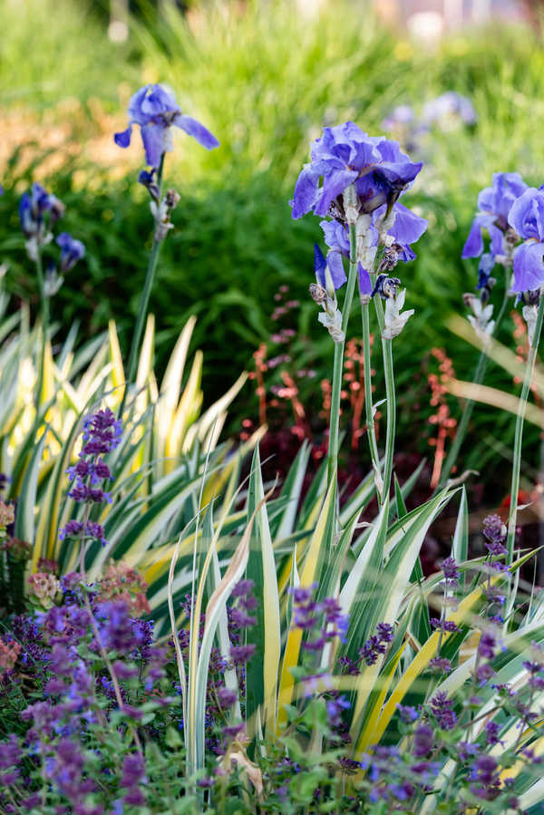 Iris in der Mulde