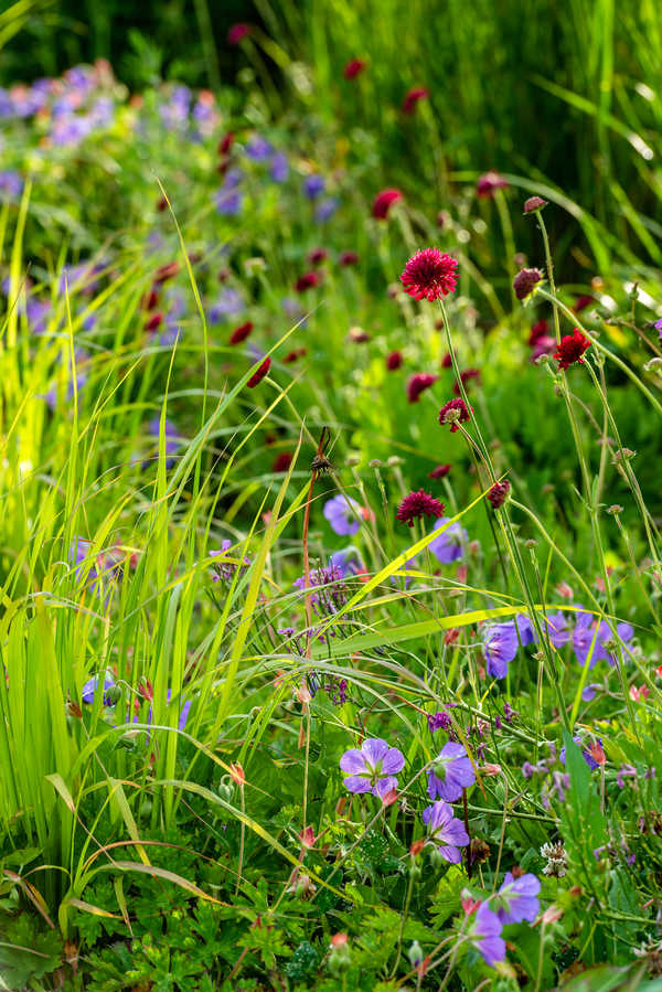  Knautia in der Mulde