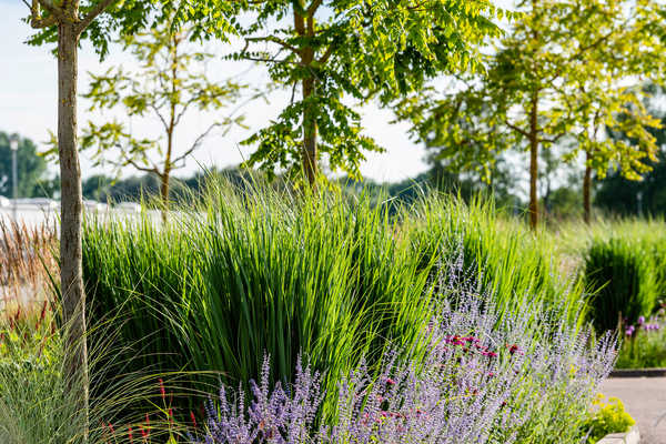 Panicum unter Koelreutheria