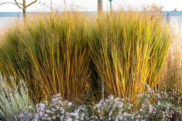 Beginnende Herbstfärbung bei Panicum