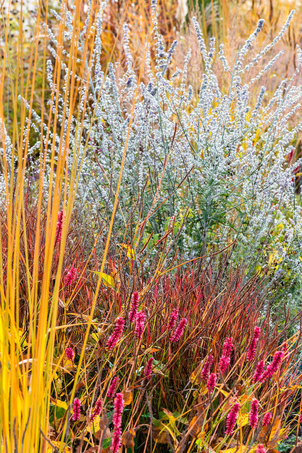 Herbst im Kiesbeet