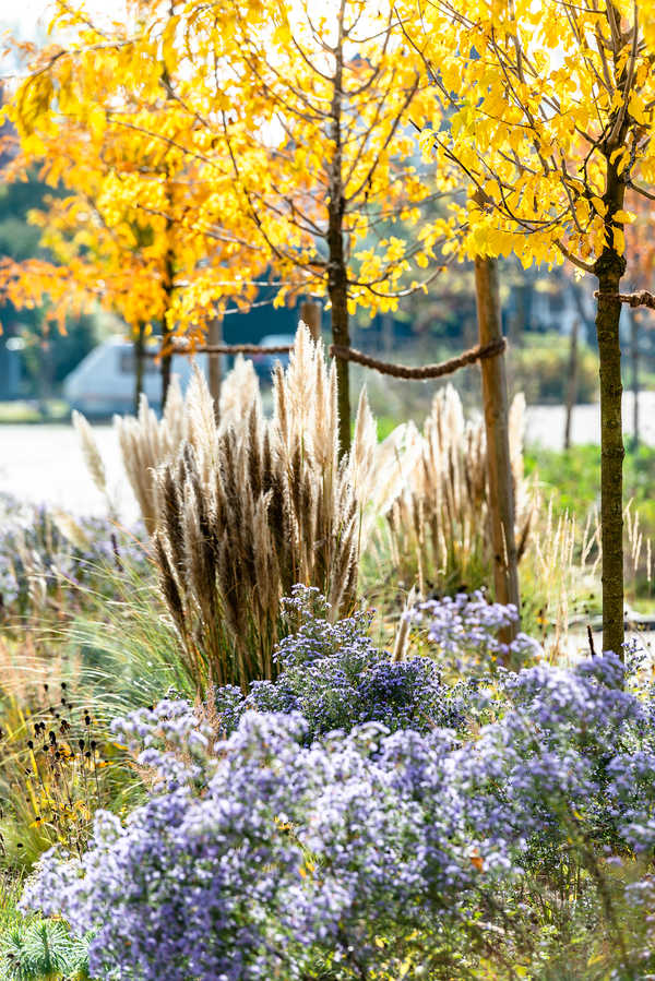 Herbstfärbung im Kiesbeet