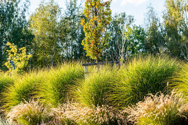 Miscanthus in der Mulde