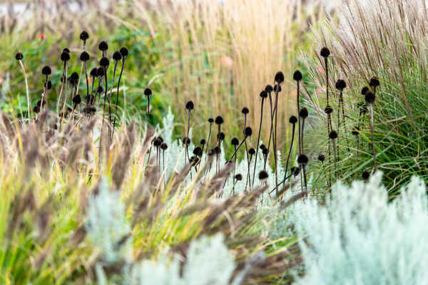 Blütenstände von Echinacea2_0309