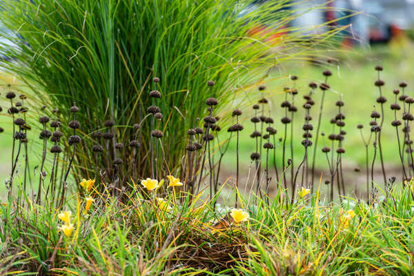 Fruchtstand von Phlomis