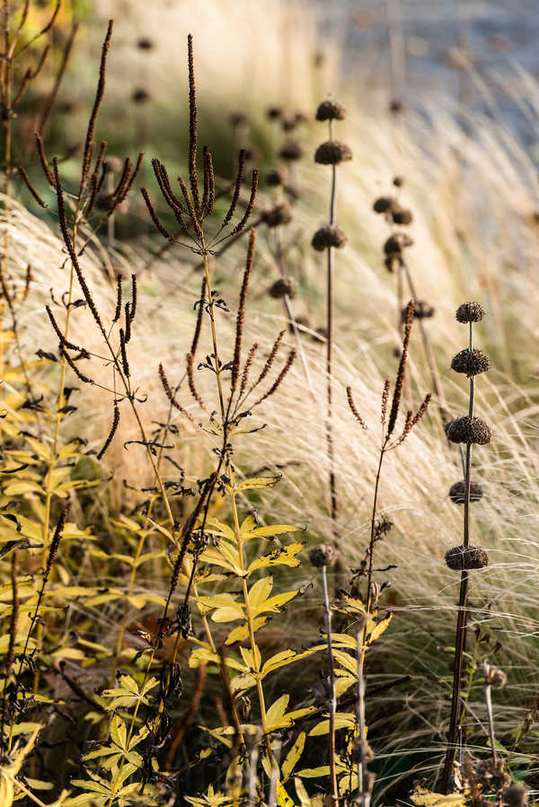 Veronicastrum und Phlomis