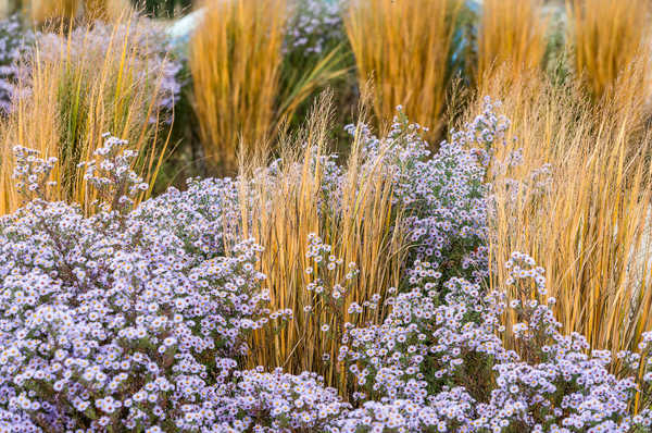 Panicum mit Astern