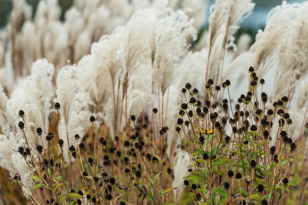 Miscanthus