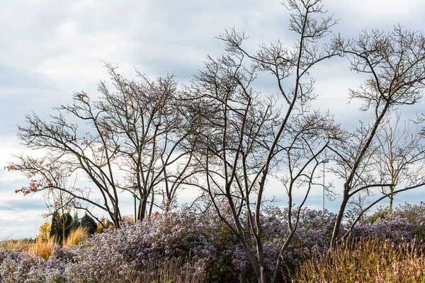 Herbst mit Felsenbirne