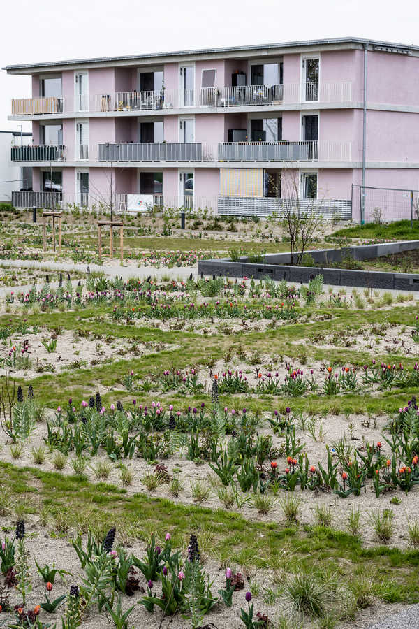 Haindl Rosengarten im 1.Veg Jahr